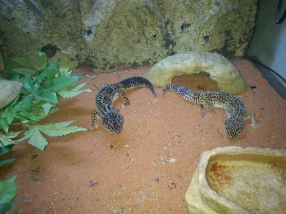 Annonce occasion, vente ou achat 'Vivarium complet avec deux geckos'