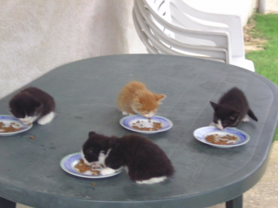 Annonce occasion, vente ou achat 'chatons  donner'