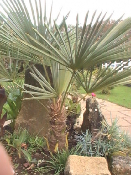Annonce occasion, vente ou achat 'jeune plant de palmier'