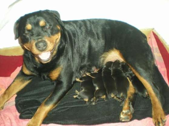 Annonce occasion, vente ou achat 'Adorable chiots Rottweiler disponible'