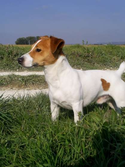 Recherchez Vente Ou Occasion Annonce Gratuite Sur Marche Fr