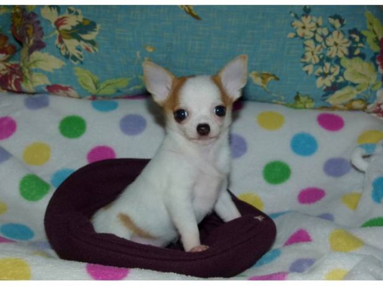 Annonce occasion, vente ou achat 'Don Chiot Chihuahua femelle‏'