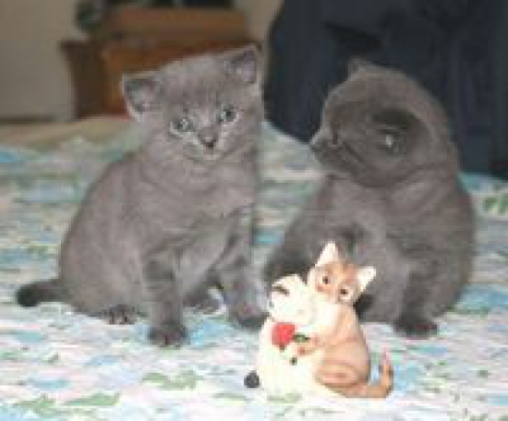 Jolies chatons chartreux