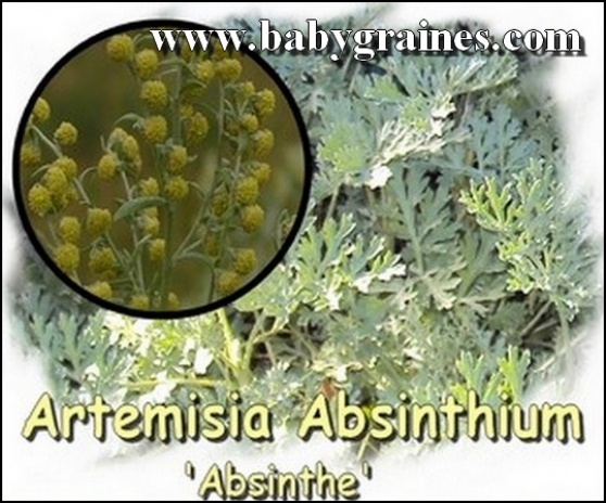 Graines Artemisia Absinthium , Absinthe