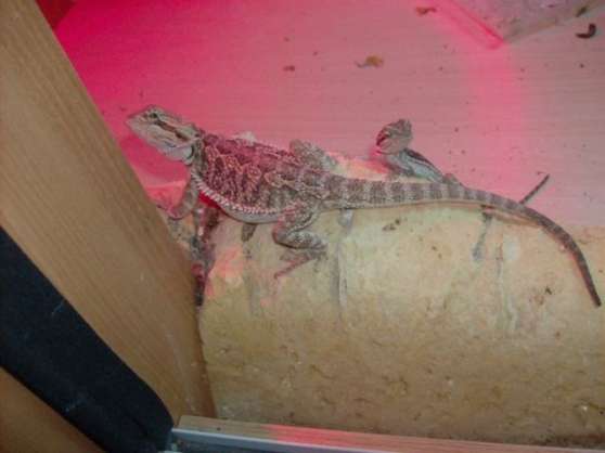 Vend Bebe Pogona Marche Fr