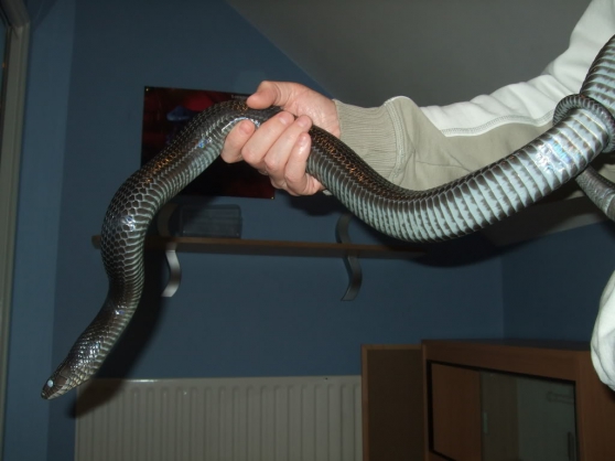 Annonce occasion, vente ou achat '1.1 Eastern Indigo Snakes'