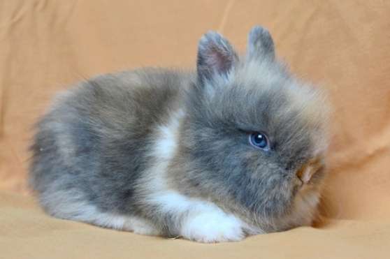 Lapin Nain Angora Marche Fr