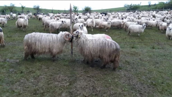Annonce occasion, vente ou achat 'Vends des moutons, bliers, et brebis'