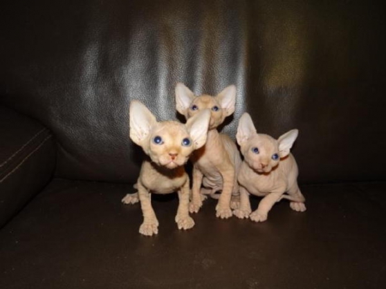 chatons Sphynx Disponible