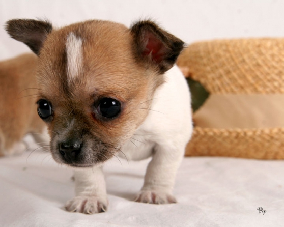 Annonce occasion, vente ou achat 'Vends chiots chihuahua lof'