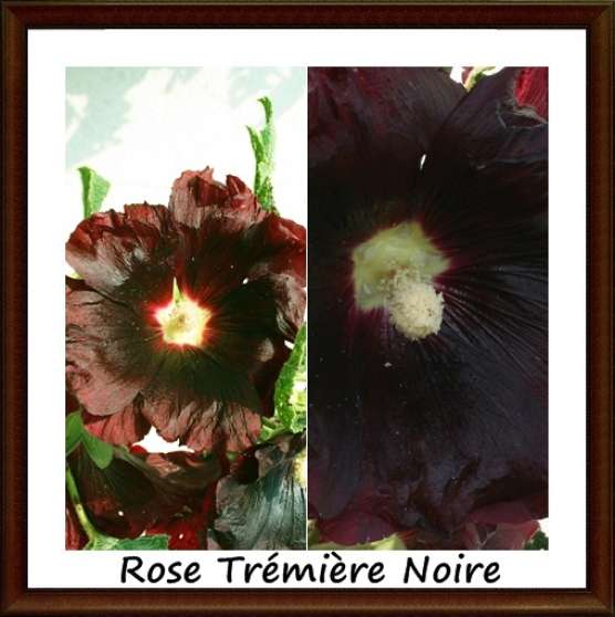Annonce occasion, vente ou achat 'Graine Rose Trmire Noire Aubergine'