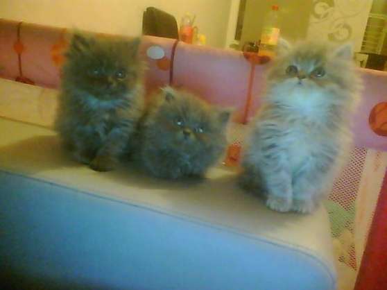 Chatons Persan Non Loof Marche Fr