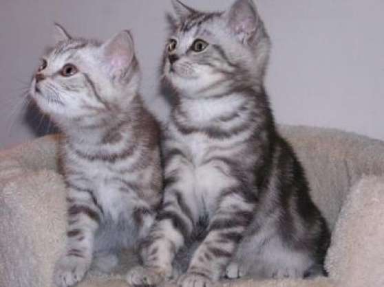 Chatons Type British Shorthair Non Loof Marchefr