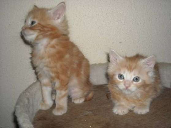 A Donner Magnifique Chatons Main Coon Marche Fr