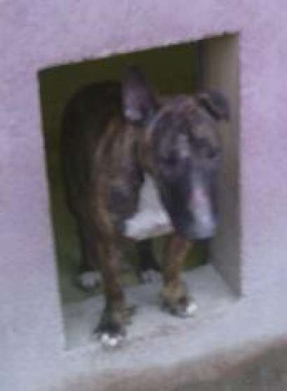 Annonce occasion, vente ou achat 'bull-terrier'