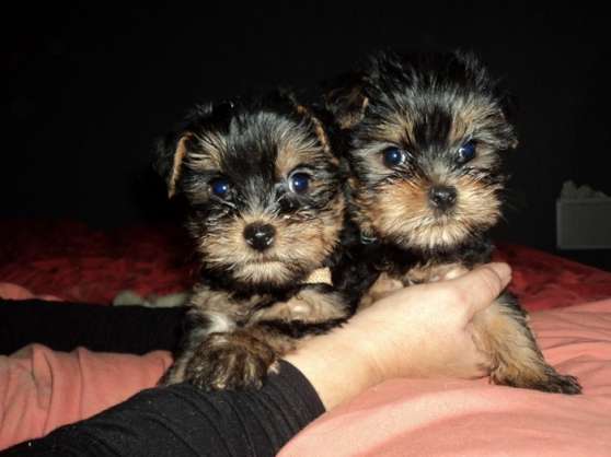 Annonce occasion, vente ou achat 'chiots type yorkshire'