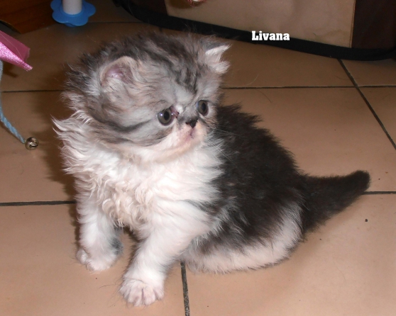 Annonce occasion, vente ou achat 'A RESERVER CHATON PERSAN FEMELLE LOOF'
