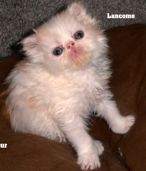 Annonce occasion, vente ou achat 'A RESERVER CHATON PERSAN MALE LOOF'