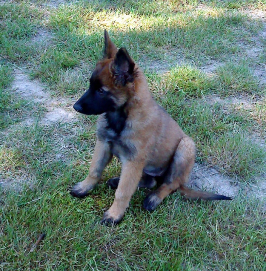 Annonce occasion, vente ou achat 'Chiots bergers malinois'