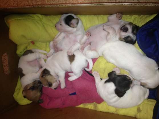 Annonce occasion, vente ou achat 'chiots type jack rusel'