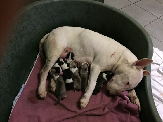 Annonce occasion, vente ou achat 'Vent chiot bull terrier'