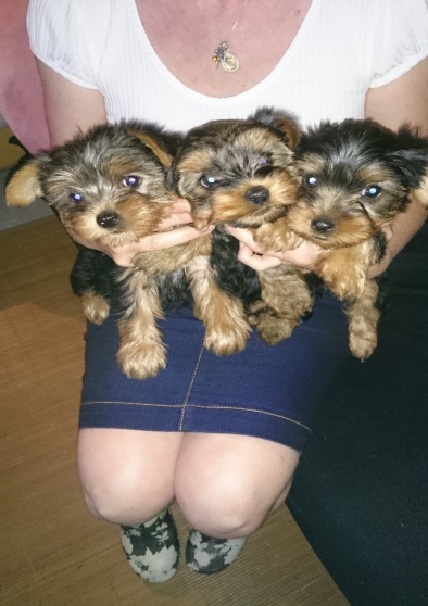 Annonce occasion, vente ou achat 'chiots yorshire terrier'