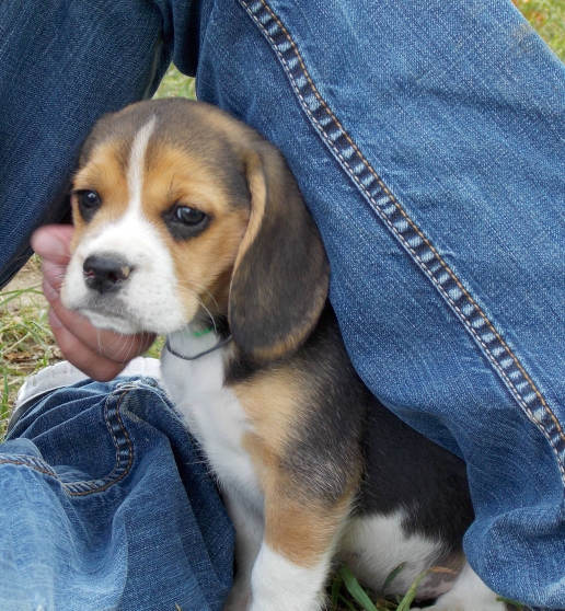 beagle 2 mois