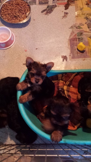 Annonce occasion, vente ou achat 'chiots yorkshire terriers'