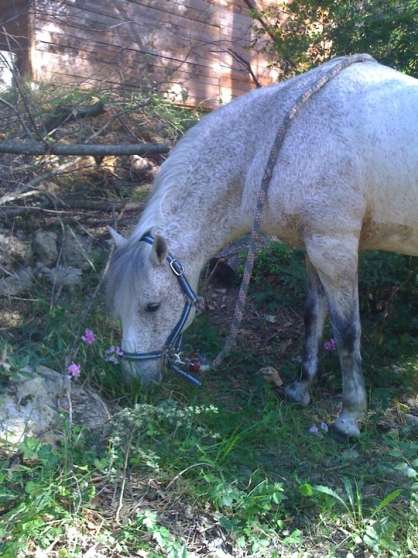 Annonce occasion, vente ou achat 'A DONNER PONEY'