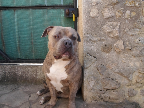 Annonce occasion, vente ou achat 'american bully'