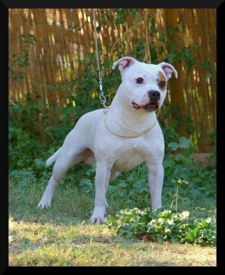 Annonce occasion, vente ou achat 'Staffordshire Bull Terrier ( Staffie) po'