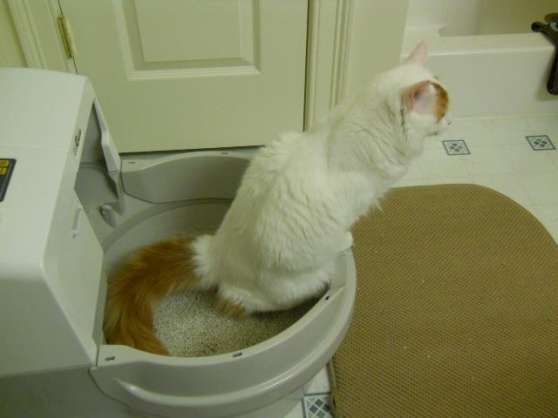 Annonce occasion, vente ou achat 'premier toilette au monde pour chat'
