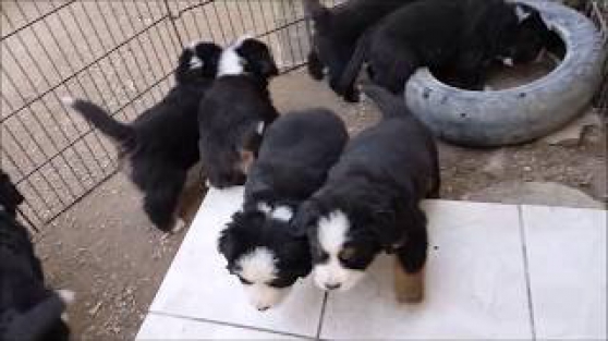 Recherchez Vente Ou Occasion Animaux Annonce Gratuite Sur