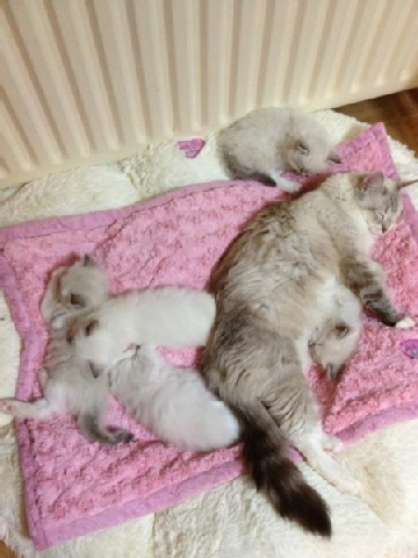 Annonce occasion, vente ou achat 'jolie Chatons Ragdoll'