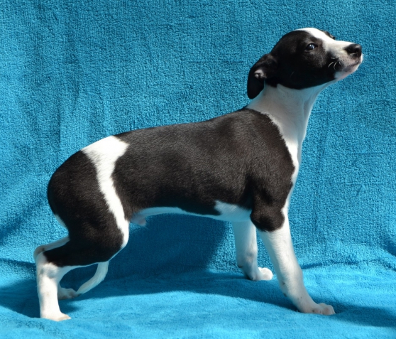 Recherchez vente ou occasion - Animaux annonce gratuite sur Marche.fr