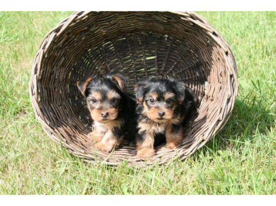 Recherchez Vente Ou Occasion Animaux Annonce Gratuite Sur