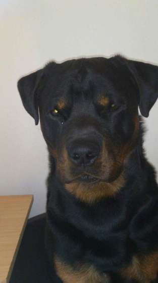 Annonce occasion, vente ou achat 'rottweiler'