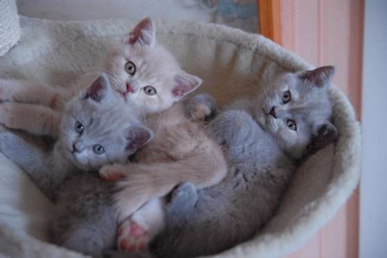 Annonce occasion, vente ou achat 'Magnifiques chatons british shorthair'