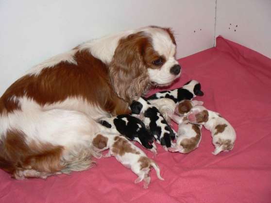 Annonce occasion, vente ou achat 'Chiots cavaliers king charles lof'