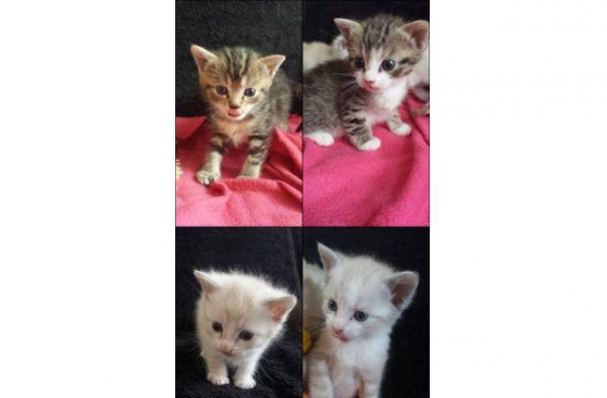 Donne adorables chatons