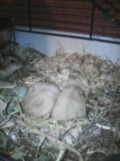 HAMSTERS RUSSES
