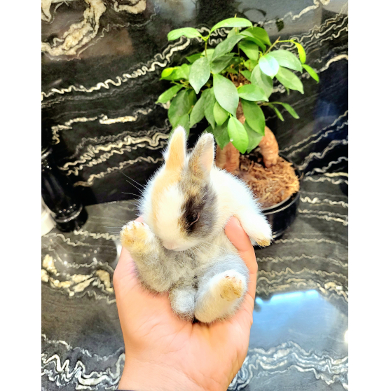 Annonce occasion, vente ou achat 'A vendre lapin nains'