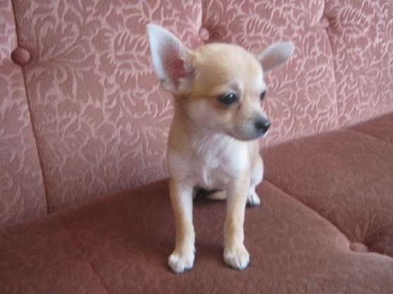 Annonce occasion, vente ou achat 'a donner chiot type chihuahua femelle'