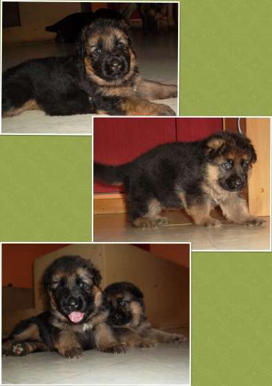 Annonce occasion, vente ou achat 'Chiots Berger Allemand'