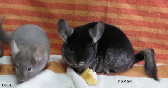 Bebe Chinchilla Marche Fr