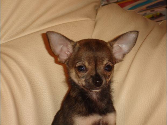 Chihuahua femelle mini