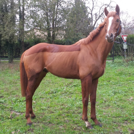Annonce occasion, vente ou achat 'cheval pur sang anglais'