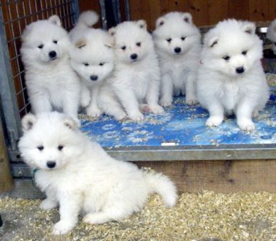 Annonce occasion, vente ou achat 'Chiots Samoyde LOF'