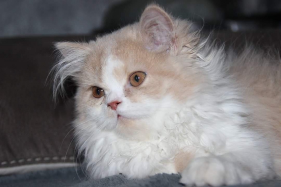 Annonce occasion, vente ou achat 'Magnifique chaton persan'