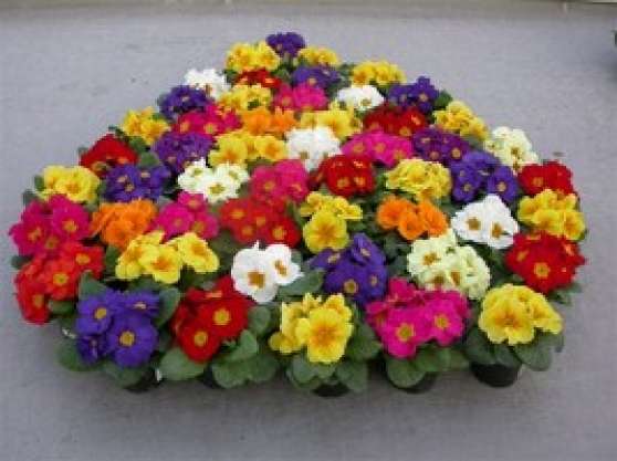 Annonce occasion, vente ou achat 'Fleurs de printemps'